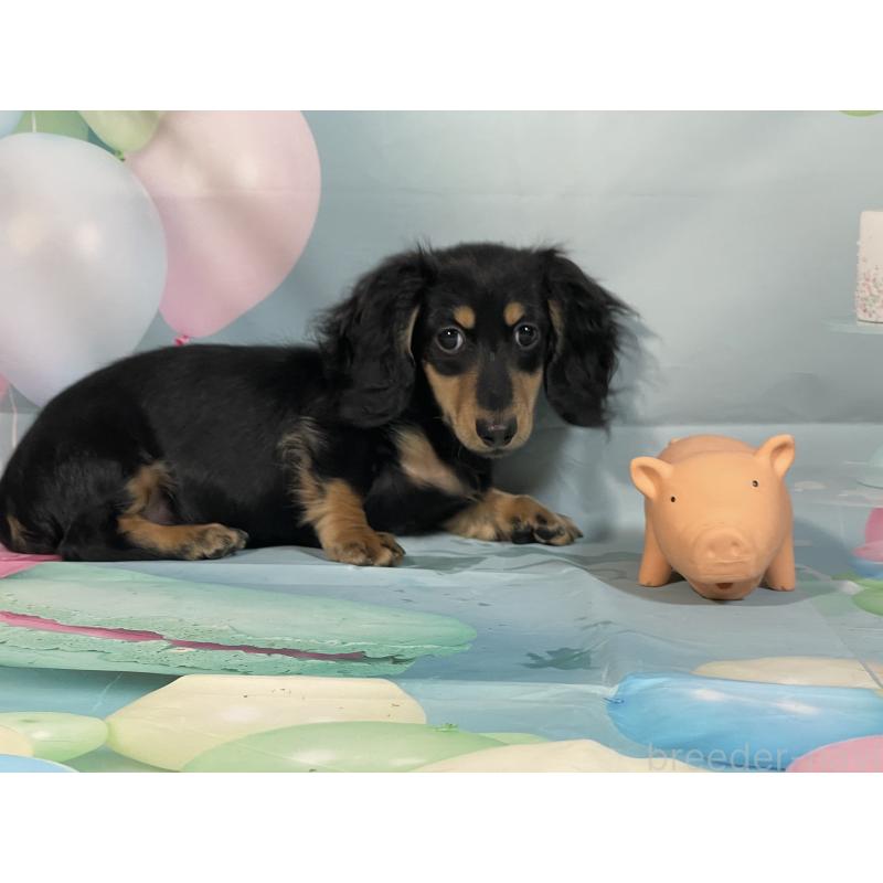 販売中の埼玉県のミニチュアダックスフンド(ロングヘアード)-420129の4枚目