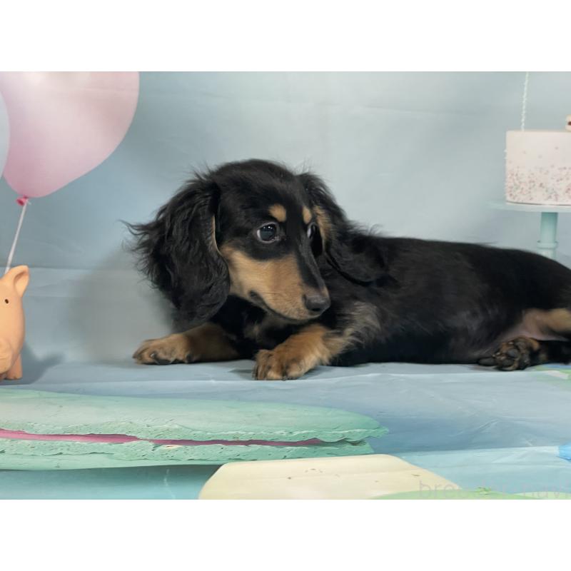 販売中の埼玉県のミニチュアダックスフンド(ロングヘアード)-420129の3枚目