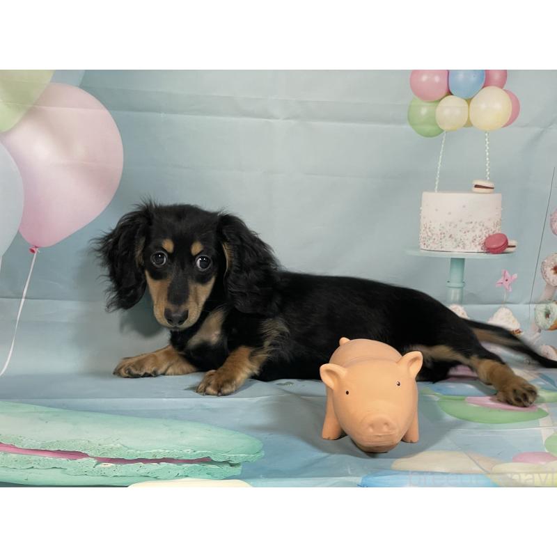 販売中の埼玉県のミニチュアダックスフンド(ロングヘアード)-420129の2枚目