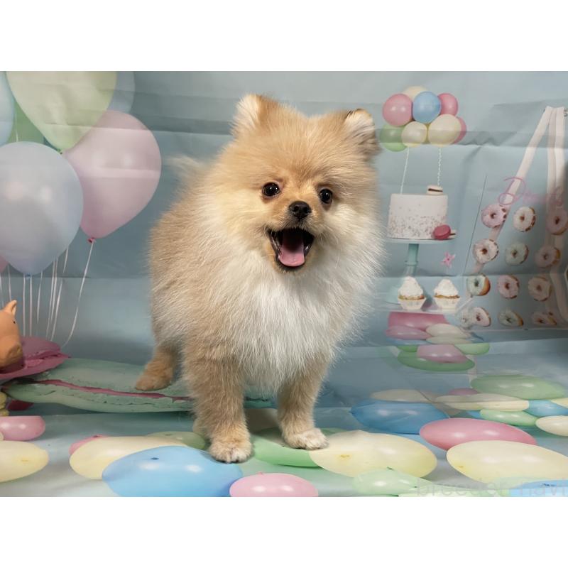 販売中の埼玉県のポメラニアン-433143