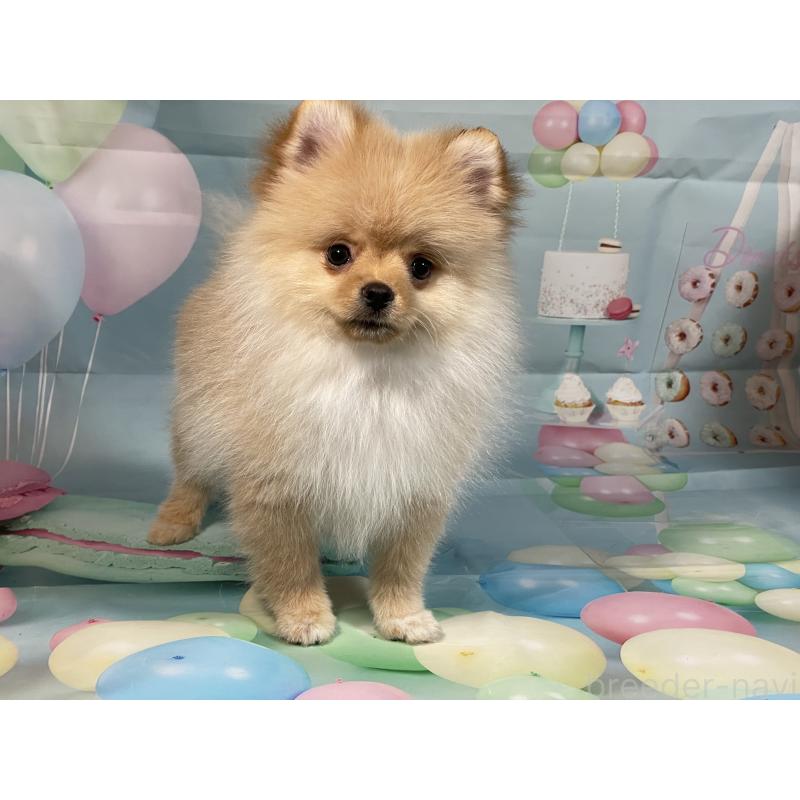 販売中の埼玉県のポメラニアン-433143の15枚目