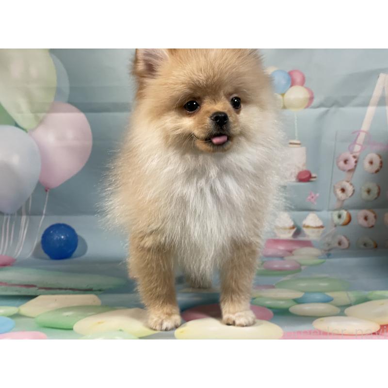 販売中の埼玉県のポメラニアン-433143の14枚目