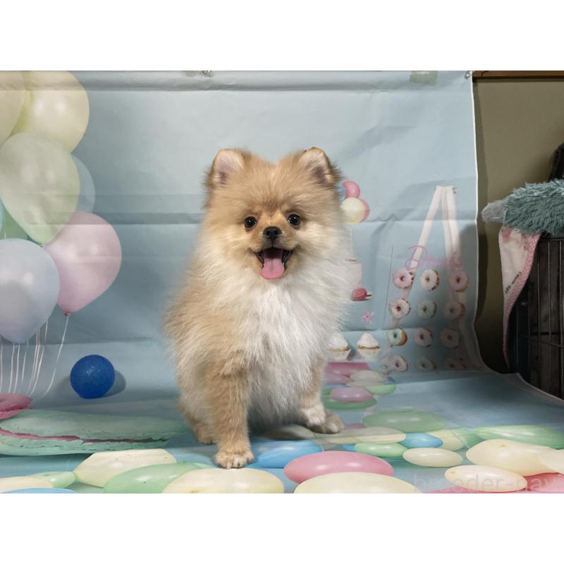 販売中の埼玉県のポメラニアン-433143の13枚目