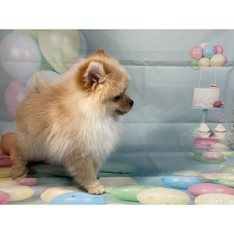 販売中の埼玉県のポメラニアン-433143の12枚目