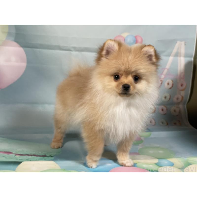 販売中の埼玉県のポメラニアン-433143の11枚目