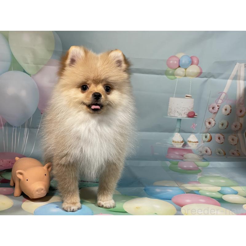 販売中の埼玉県のポメラニアン-433143の10枚目