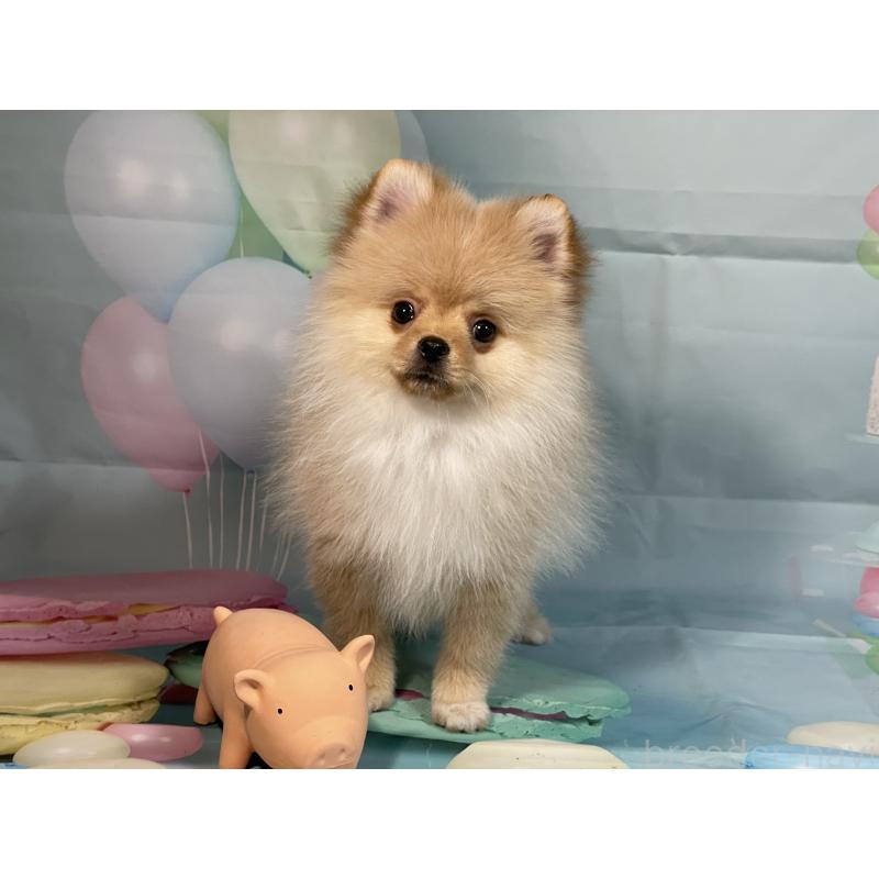 販売中の埼玉県のポメラニアン-433143の9枚目