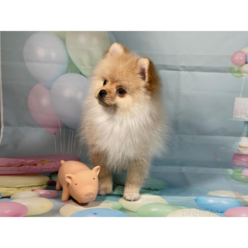 販売中の埼玉県のポメラニアン-433143の8枚目