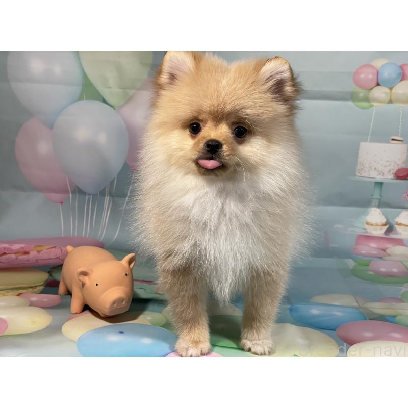 販売中の埼玉県のポメラニアン-433143の7枚目