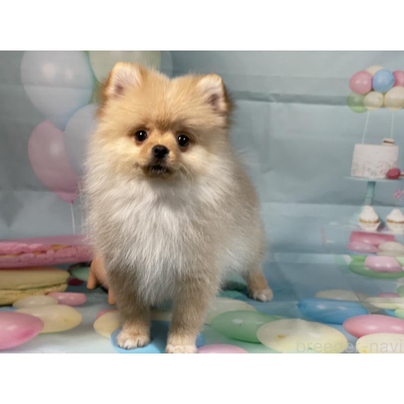 販売中の埼玉県のポメラニアン-433143の6枚目