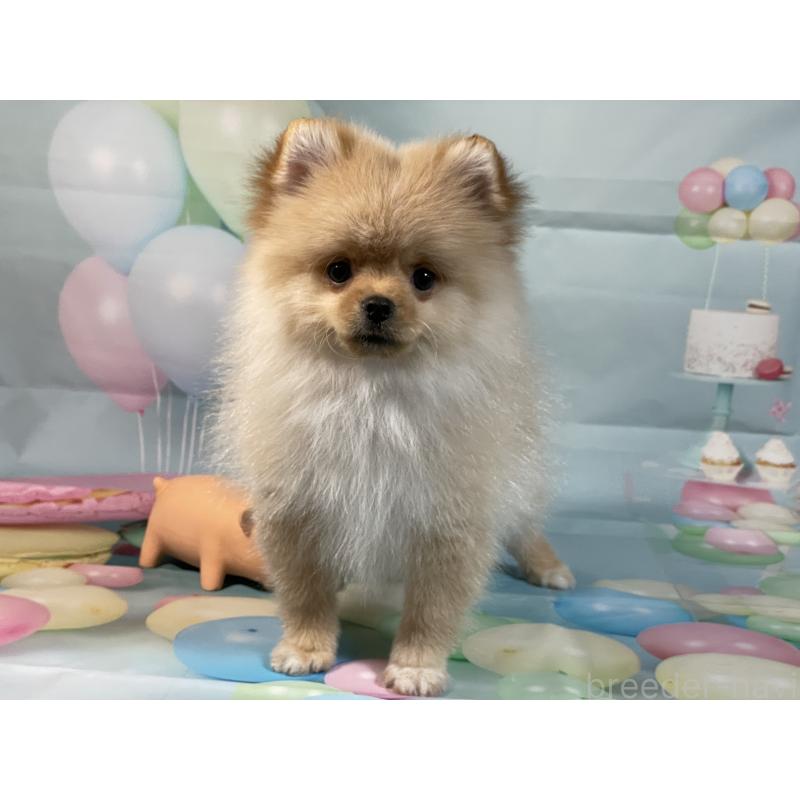 販売中の埼玉県のポメラニアン-433143の5枚目