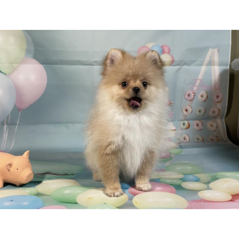 販売中の埼玉県のポメラニアン-433143の4枚目