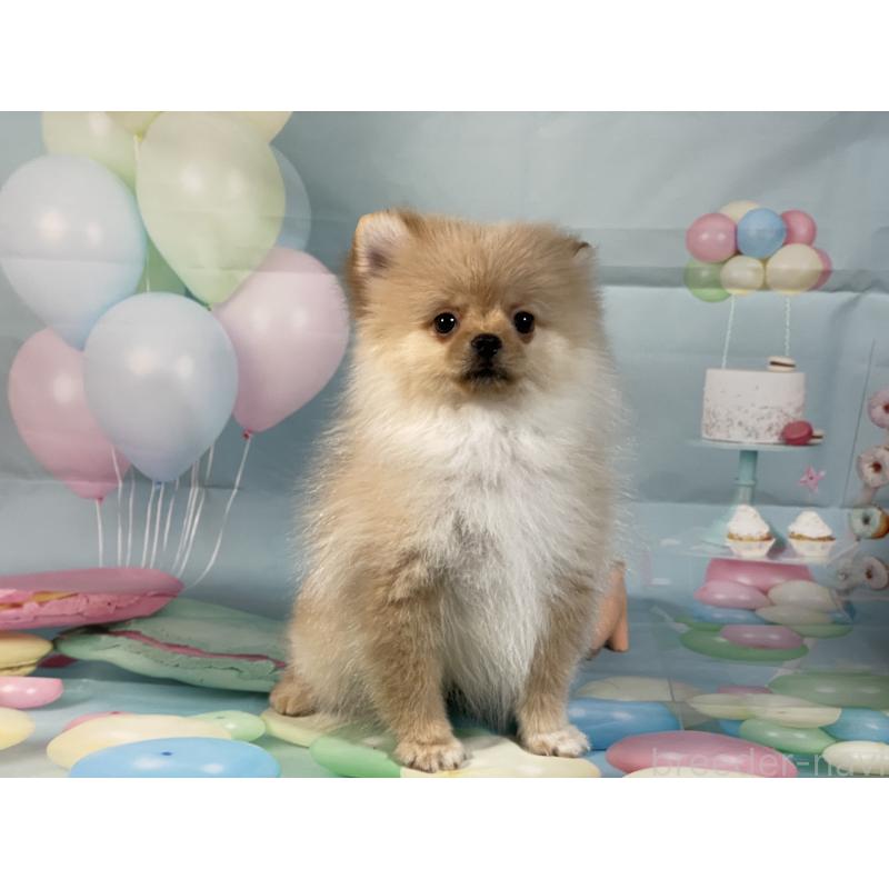 販売中の埼玉県のポメラニアン-433143の3枚目