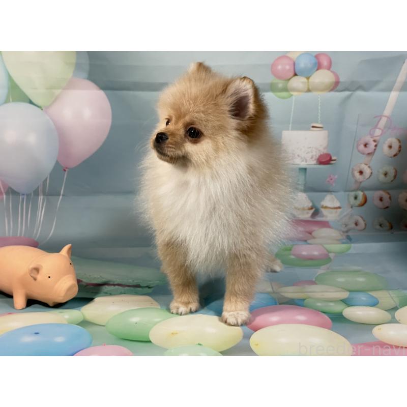 販売中の埼玉県のポメラニアン-433143の2枚目