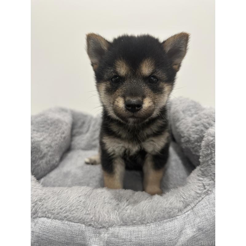 販売中の兵庫県の豆柴-424962の9枚目