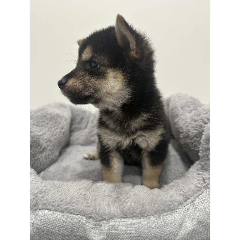 販売中の兵庫県の豆柴-424962の8枚目