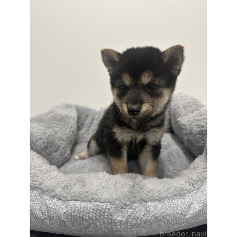 販売中の兵庫県の豆柴-424962の7枚目