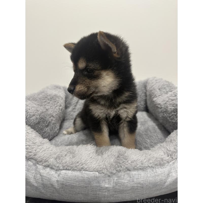 販売中の兵庫県の豆柴-424962の6枚目