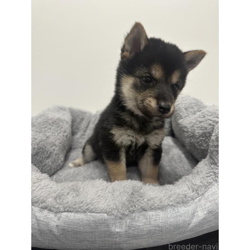 販売中の兵庫県の豆柴-424962の5枚目