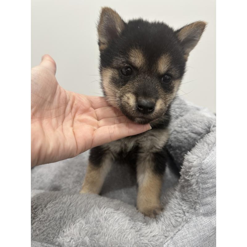 販売中の兵庫県の豆柴-424962の4枚目