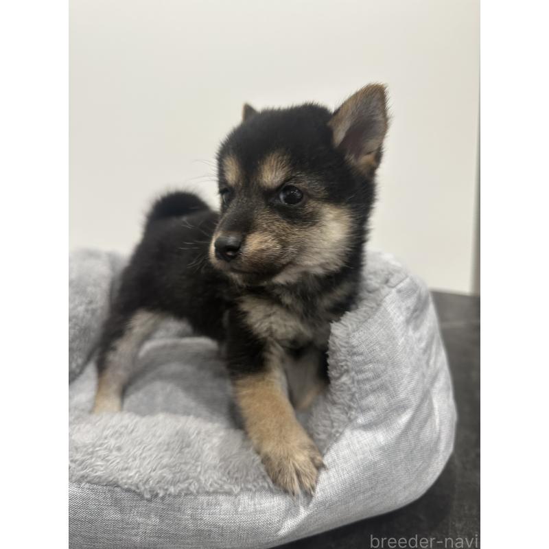 販売中の兵庫県の豆柴-424962の3枚目