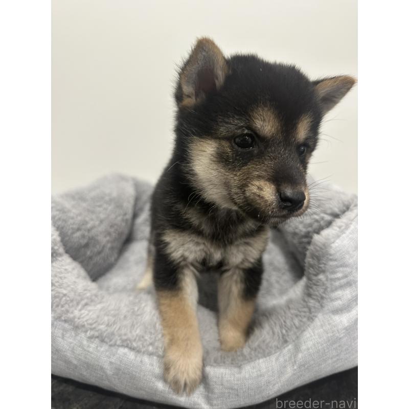 販売中の兵庫県の豆柴-424962の2枚目