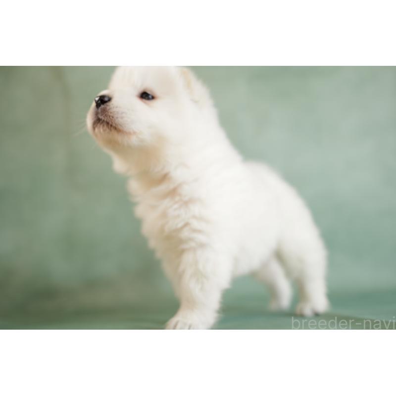 販売中の埼玉県のサモエド-433144の10枚目