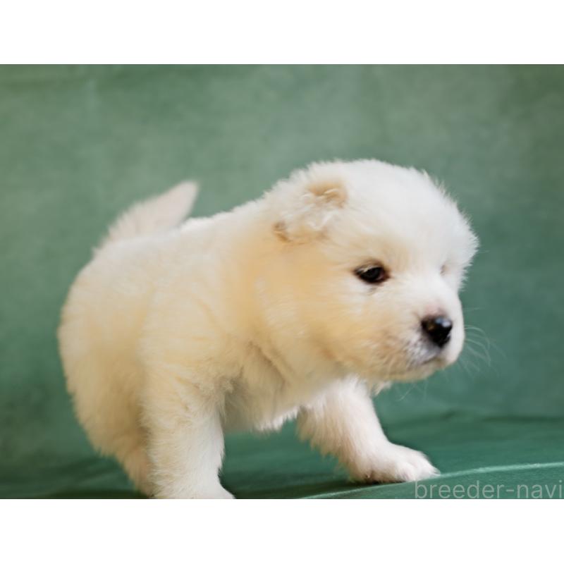 販売中の埼玉県のサモエド-433144の8枚目