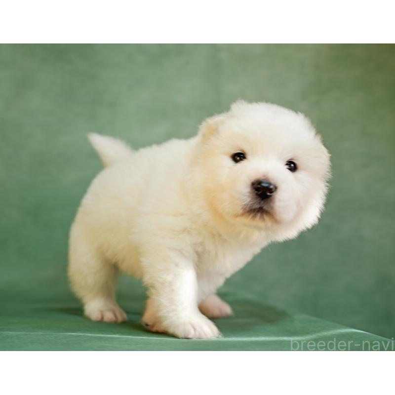 販売中の埼玉県のサモエド-433144の7枚目