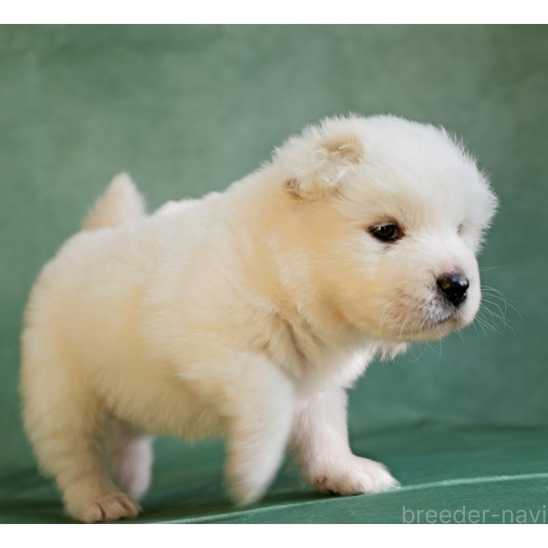 販売中の埼玉県のサモエド-433144の6枚目