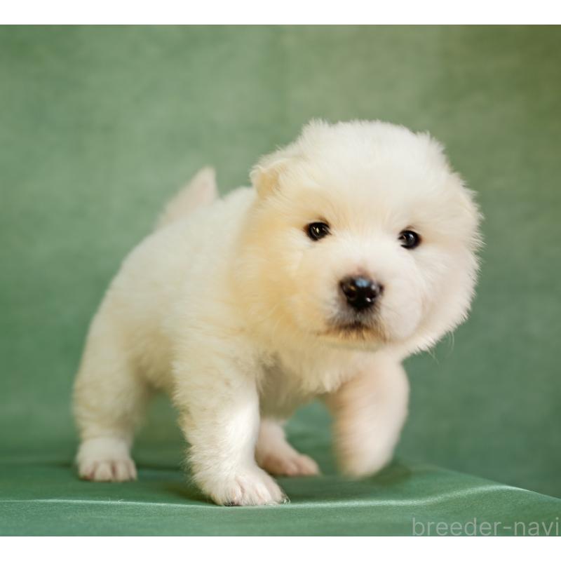 販売中の埼玉県のサモエド-433144の5枚目