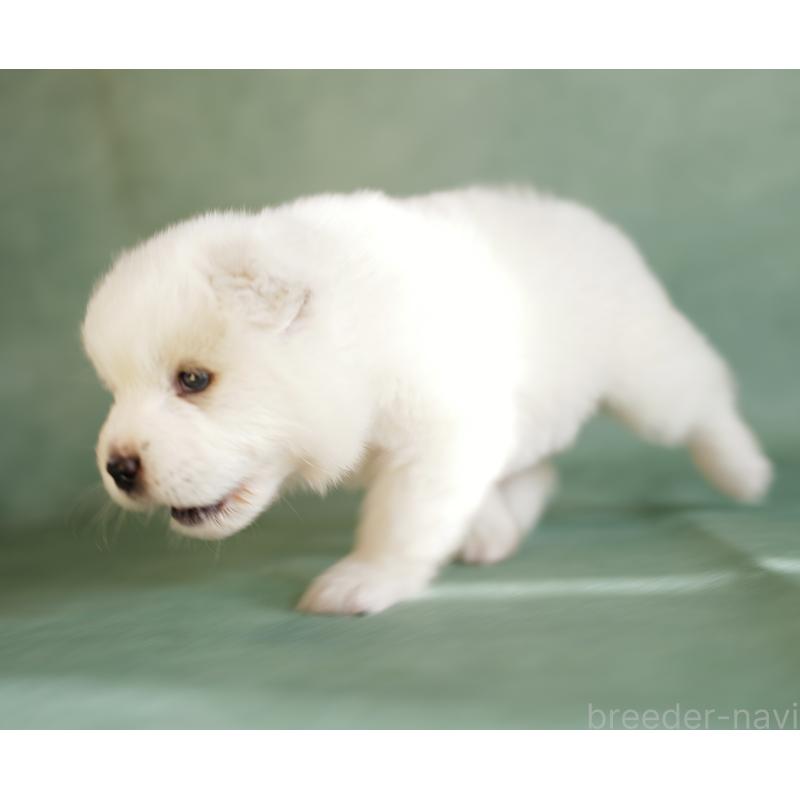 販売中の埼玉県のサモエド-433144の4枚目