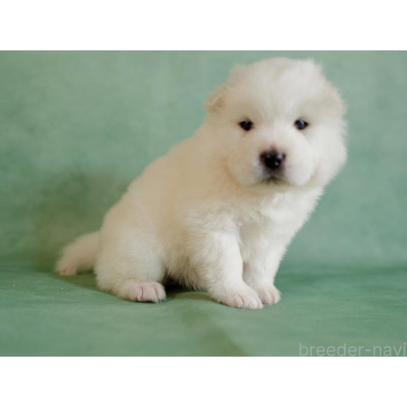 販売中の埼玉県のサモエド-433144の3枚目