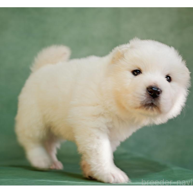 販売中の埼玉県のサモエド-433144の2枚目