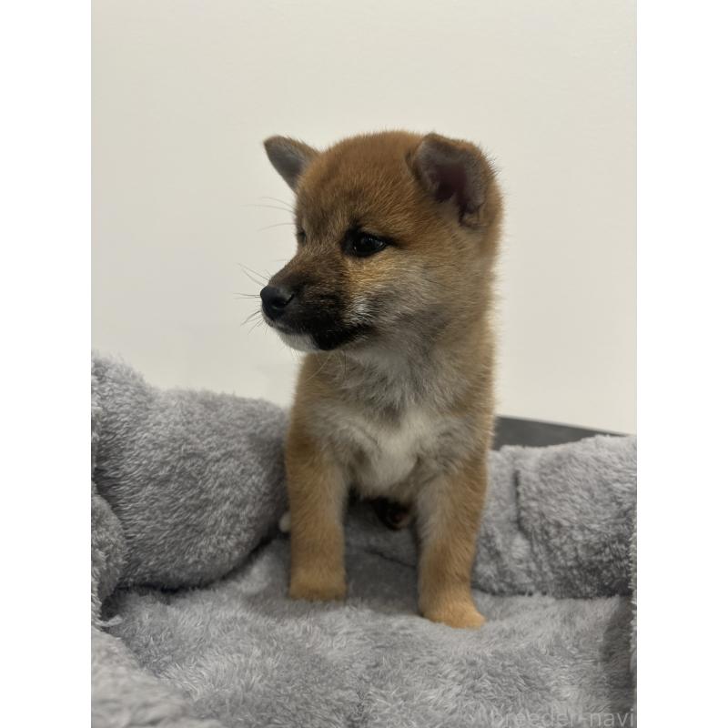 販売中の兵庫県の柴犬-433146の10枚目