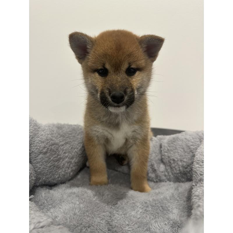 販売中の兵庫県の柴犬-433146の9枚目