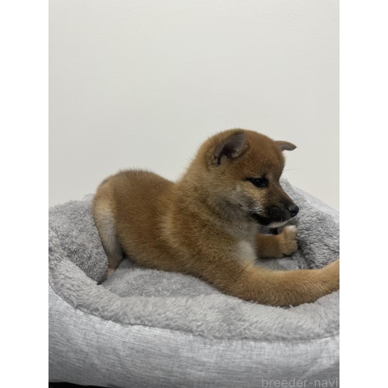 販売中の兵庫県の柴犬-433146の8枚目