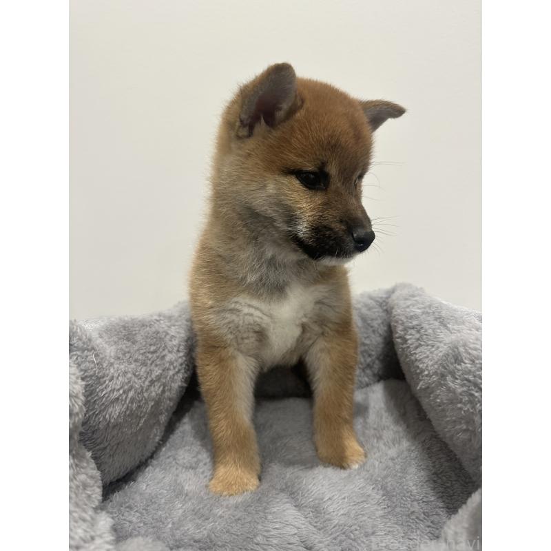 販売中の兵庫県の柴犬-433146の7枚目