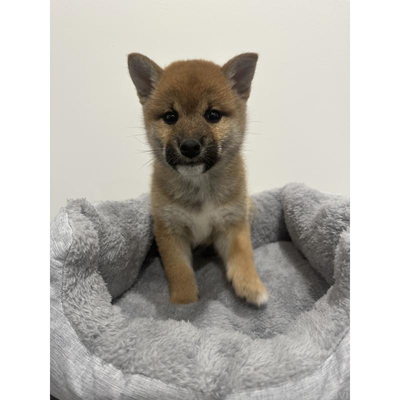 販売中の兵庫県の柴犬-433146の6枚目