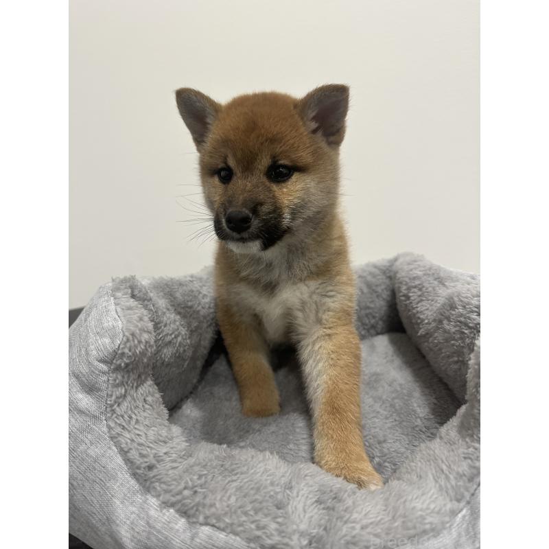 販売中の兵庫県の柴犬-433146の5枚目