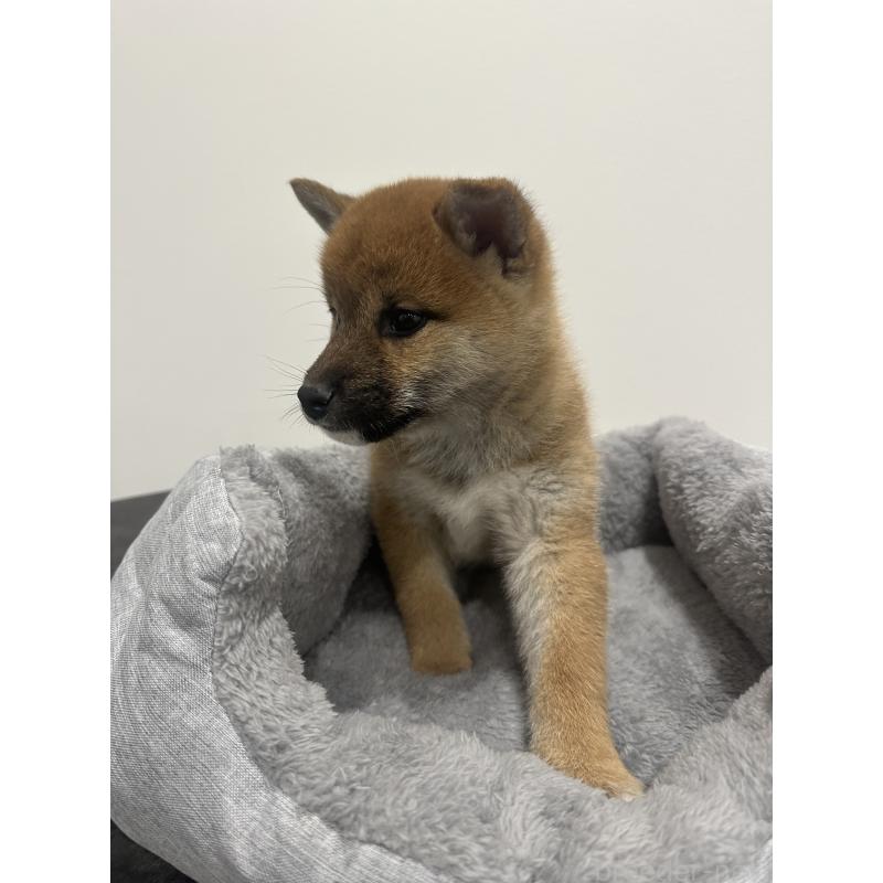 販売中の兵庫県の柴犬-433146の4枚目