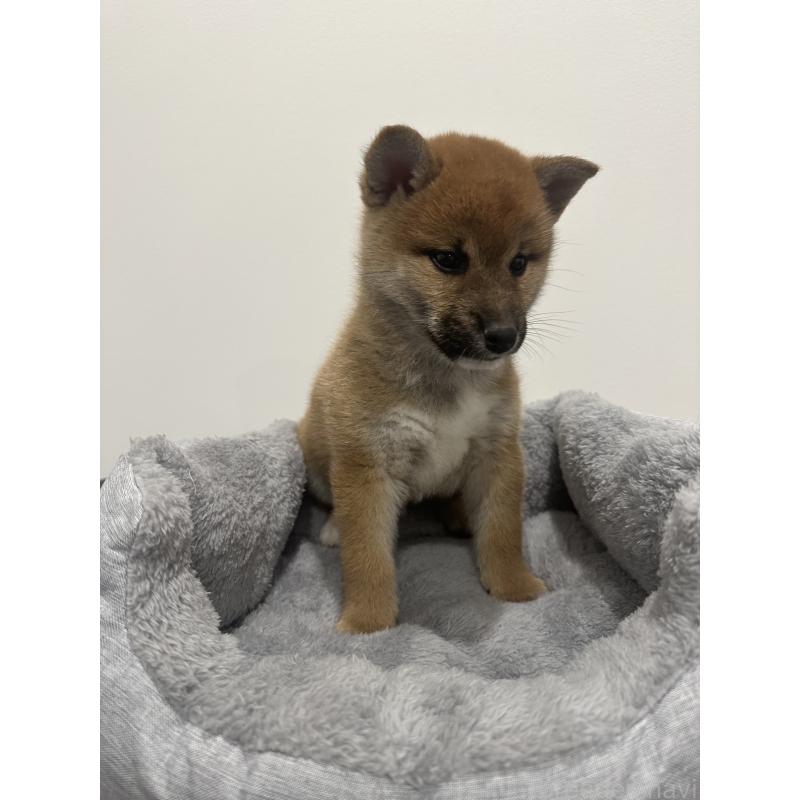 販売中の兵庫県の柴犬-433146の3枚目