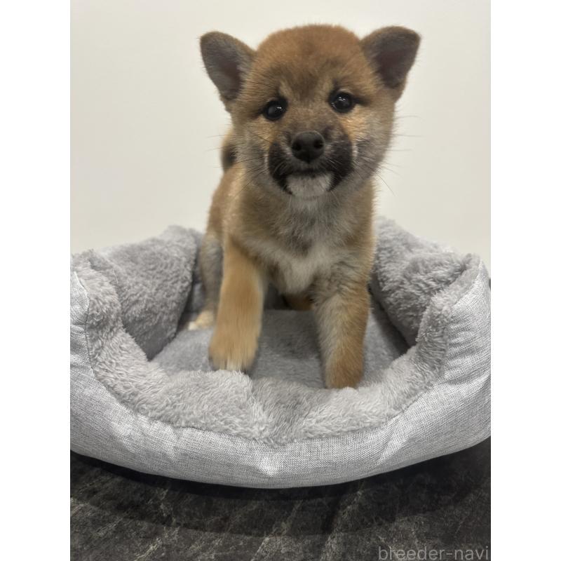 販売中の兵庫県の柴犬-433146の2枚目