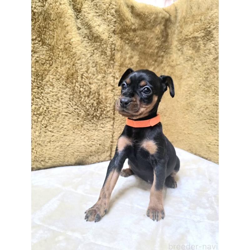 販売中の静岡県のミニチュアピンシャー(ミニピン)-433150の6枚目