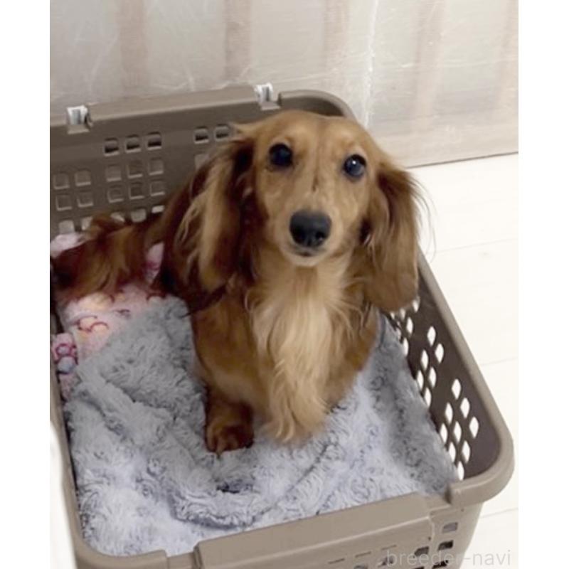 販売中の福岡県のミニチュアダックスフンド(ロングヘアード)-427514の2枚目