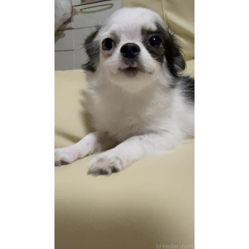 成約済の高知県のチワワ(ロングコート)-413089の2枚目