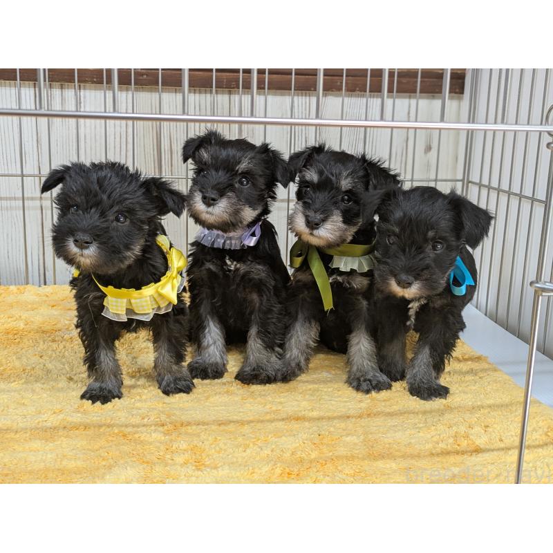 販売中の鹿児島県のミニチュアシュナウザー-433149の4枚目