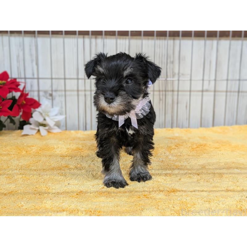 販売中の鹿児島県のミニチュアシュナウザー-433149の3枚目