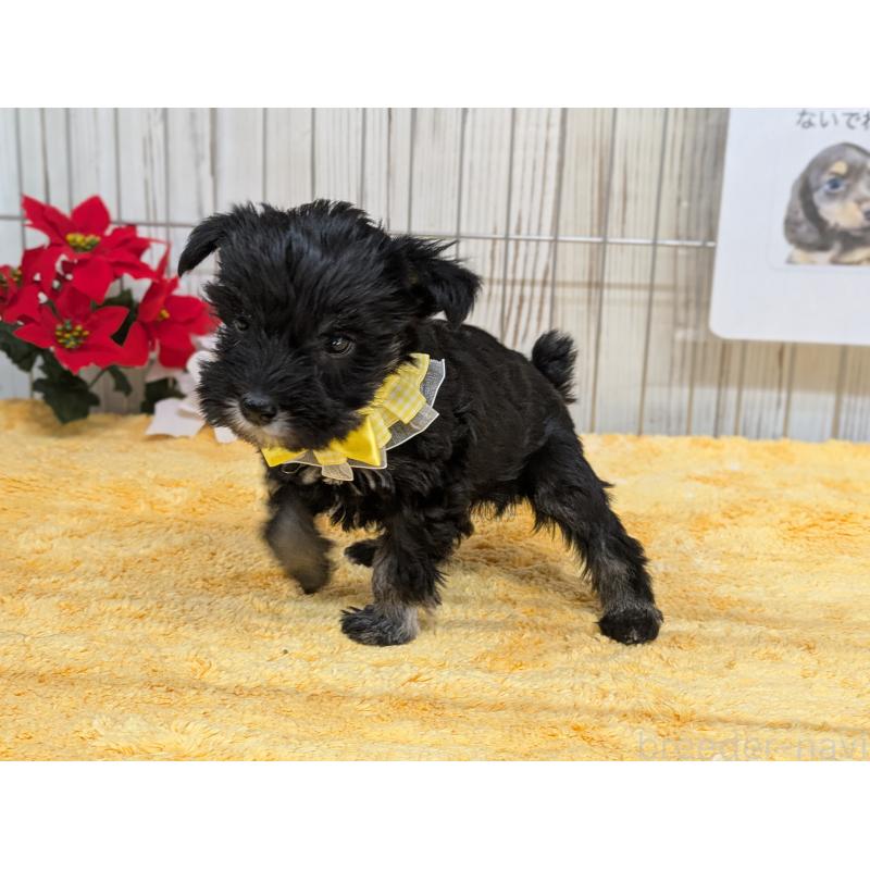 販売中の鹿児島県のミニチュアシュナウザー-433151の3枚目