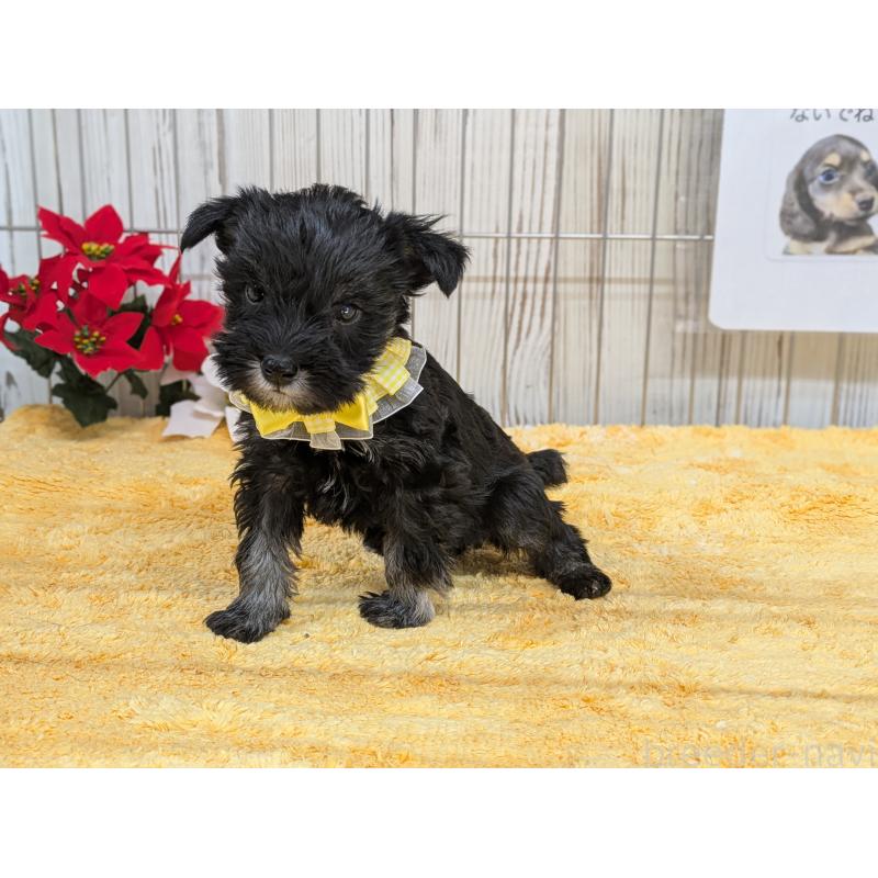 販売中の鹿児島県のミニチュアシュナウザー-433151の2枚目